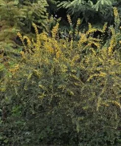 Future Forests Berberis Lologensis Mystery Fire Shrubs