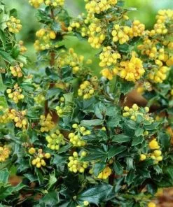 Future Forests Berberis Lologensis Mystery Fire Shrubs