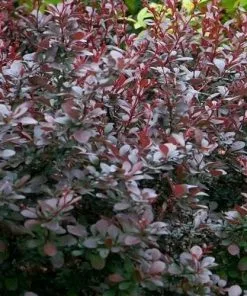 Future Forests Berberis Thunbergii Atropurpurea Nana