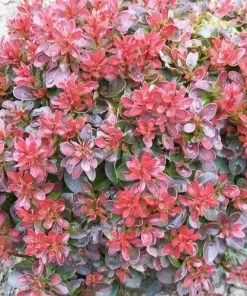 Future Forests Berberis Thunbergii Atropurpurea Nana