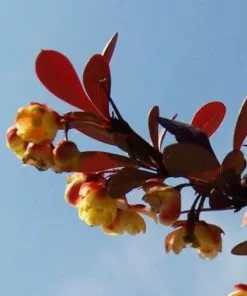 Future Forests Berberis Thunbergii Atropurpurea Nana