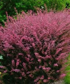 Future Forests Berberis Thunbergii Rose Glow Hedging