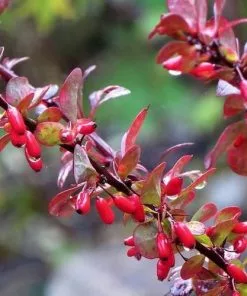 Future Forests Berberis Thunbergii Rose Glow Hedging