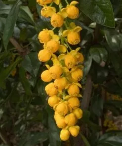 Future Forests Berberis Valdiviana Shrubs