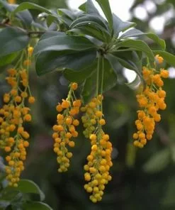 Future Forests Berberis Valdiviana Shrubs