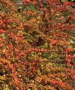 Future Forests Berberis Vulgaris Hedging