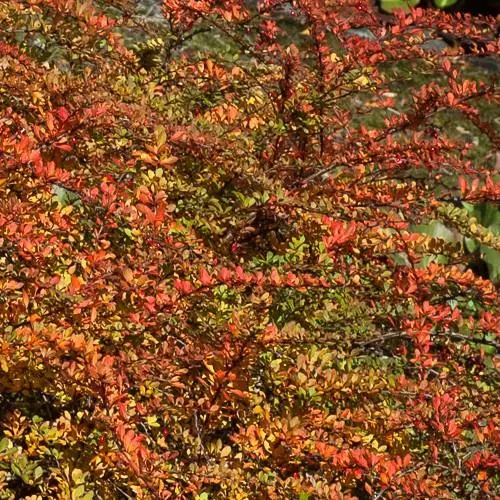 Future Forests Berberis Vulgaris Hedging 4 Future Forests Berberis Vulgaris Hedging