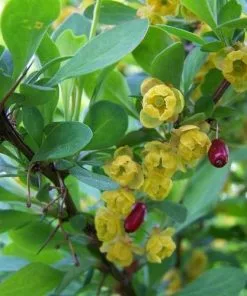 Future Forests Berberis Vulgaris Hedging