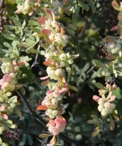Future Forests Hedging Berberis Wilsoniae