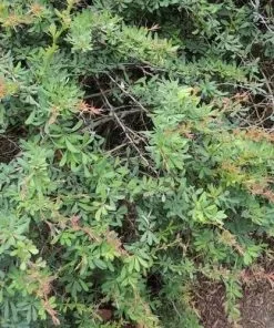Future Forests Hedging Berberis Wilsoniae