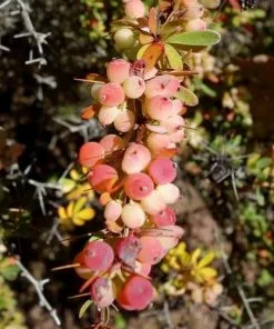 Future Forests Hedging Berberis Wilsoniae