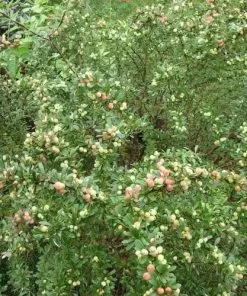 Future Forests Hedging Berberis Wilsoniae