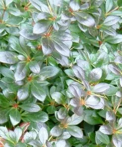 Future Forests Berberis X Media Red Jewel