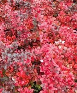 Future Forests Berberis X Media Red Jewel