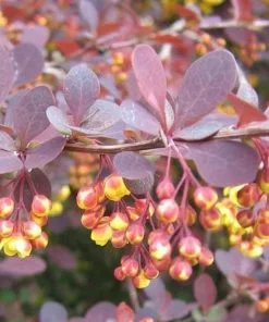 Future Forests Shrubs Berberis X Ottawensis Superba