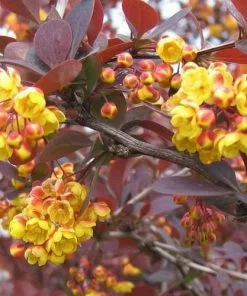 Future Forests Shrubs Berberis X Ottawensis Superba