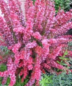 Future Forests Shrubs Berberis X Ottawensis Superba