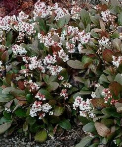 Future Forests Bergenia Angel Kiss (Dragonfly™ Series)