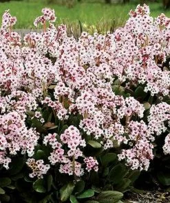 Future Forests Bergenia Angel Kiss (Dragonfly™ Series)
