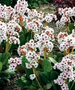 Future Forests Bergenia Angel Kiss (Dragonfly™ Series)