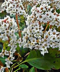 Future Forests Bergenia Angel Kiss (Dragonfly™ Series)