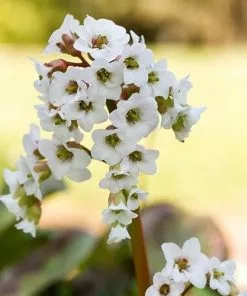 Future Forests Bergenia Bressingham White More