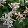 Future Forests Bergenia Bressingham White More