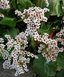 Future Forests Bergenia Bressingham White More