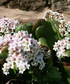 Future Forests Bergenia Bressingham White More