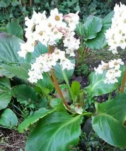 Future Forests Bergenia Bressingham White More