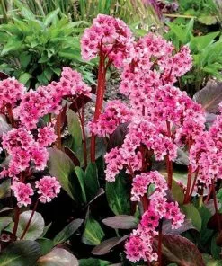 Future Forests More Bergenia Sakura (Dragonfly™ Series)