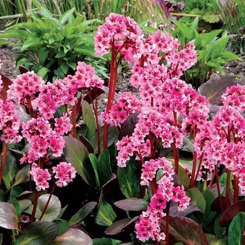 Future Forests More Bergenia Sakura (Dragonfly™ Series) 3 Future Forests More Bergenia Sakura (Dragonfly™ Series)