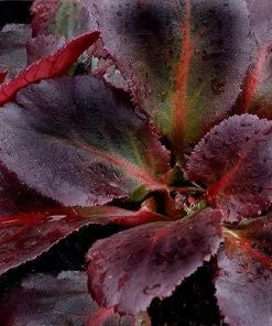 Future Forests More Bergenia Sakura (Dragonfly™ Series)