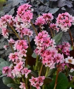 Future Forests More Bergenia Sakura (Dragonfly™ Series) 8 Future Forests More Bergenia Sakura (Dragonfly™ Series)