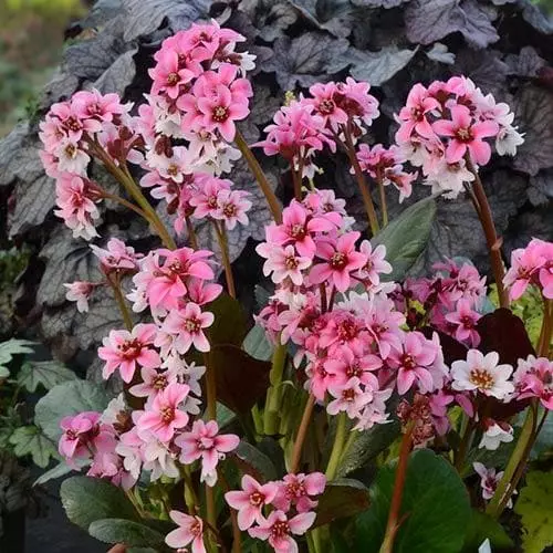 Future Forests More Bergenia Sakura (Dragonfly™ Series) 5 Future Forests More Bergenia Sakura (Dragonfly™ Series)