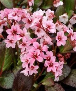 Future Forests More Bergenia Sakura (Dragonfly™ Series) 9 Future Forests More Bergenia Sakura (Dragonfly™ Series)