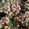 Future Forests Bergenia Cordifolia Bach