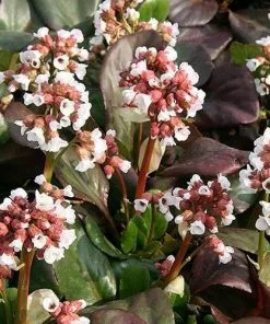 Future Forests Bergenia Cordifolia Bach