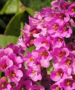 Future Forests All Perennials Bergenia Cordifolia Bartok