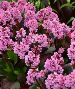 Future Forests All Perennials Bergenia Cordifolia Bartok