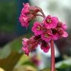 Future Forests Bergenia Cordifolia Rotblum More