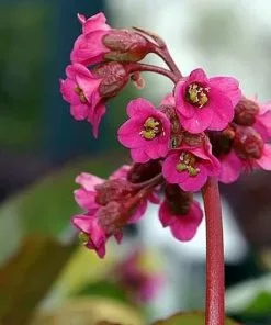 Future Forests Bergenia Cordifolia Rotblum More