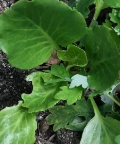 Future Forests Bergenia Cordifolia Rotblum More
