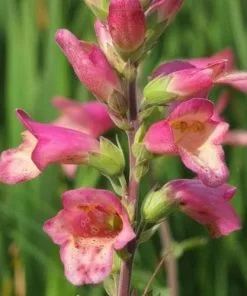 Future Forests Digitalis X Valinii Berry Canary (Digiplexis) 5 Future Forests Digitalis X Valinii Berry Canary (Digiplexis)