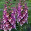 Future Forests Digitalis X Valinii Berry Canary (Digiplexis)