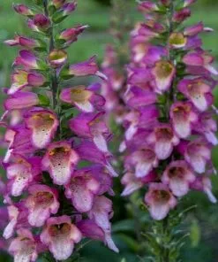 Future Forests Digitalis X Valinii Berry Canary (Digiplexis)