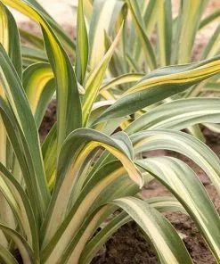 Future Forests Beschorneria Yuccoides Flamingo Glow