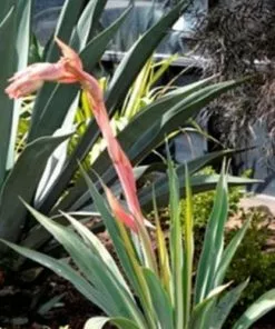 Future Forests Beschorneria Yuccoides Flamingo Glow