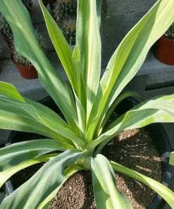 Future Forests Beschorneria Yuccoides Flamingo Glow