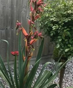 Future Forests Beschorneria Yuccoides Flamingo Glow